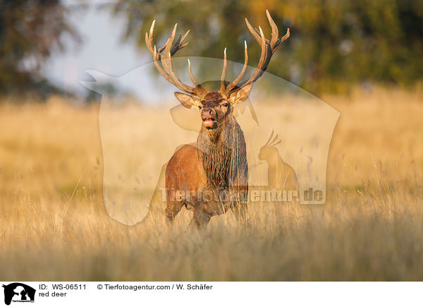 Rotwild / red deer / WS-06511