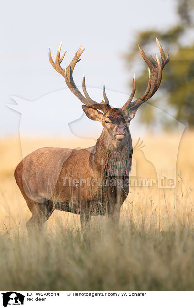 Rotwild / red deer / WS-06514