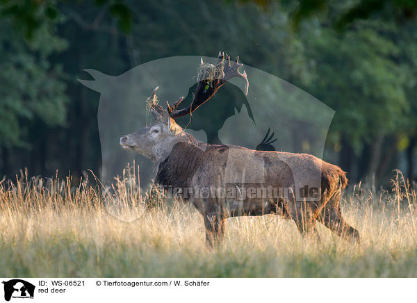 Rotwild / red deer / WS-06521