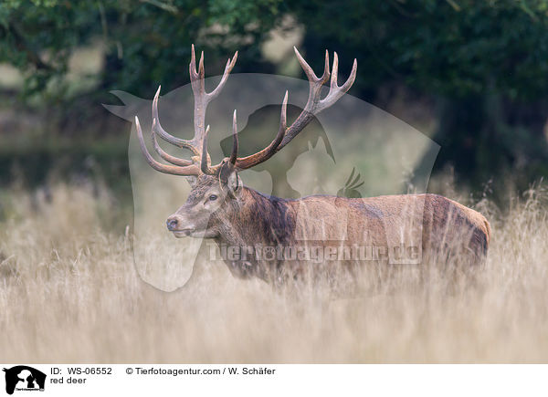 Rotwild / red deer / WS-06552