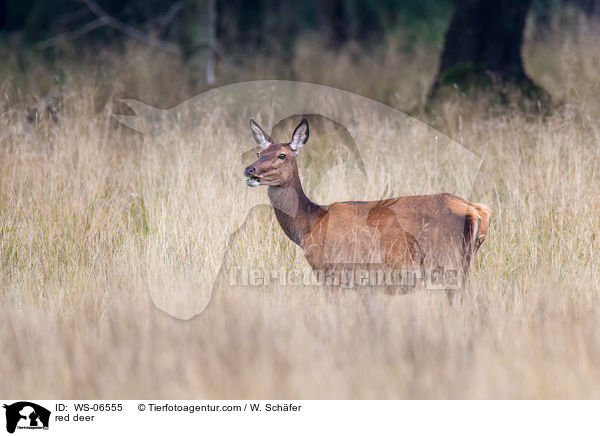 Rotwild / red deer / WS-06555