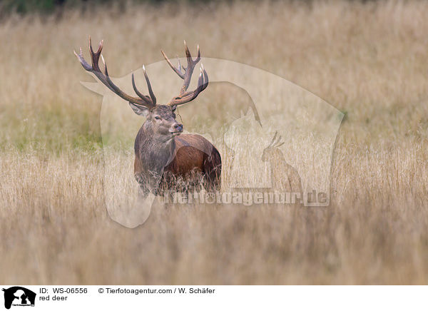 Rotwild / red deer / WS-06556