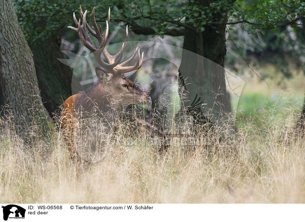 Rotwild / red deer / WS-06568