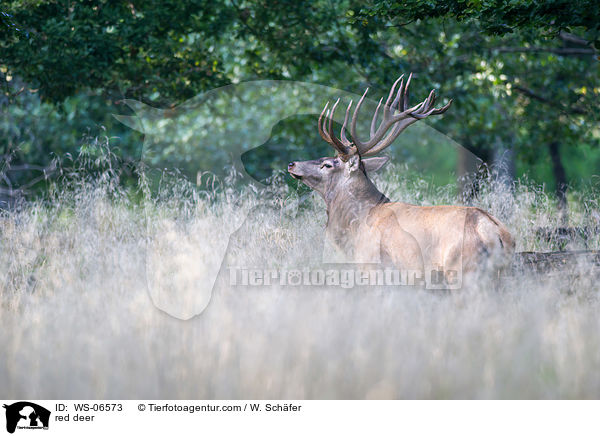 Rotwild / red deer / WS-06573