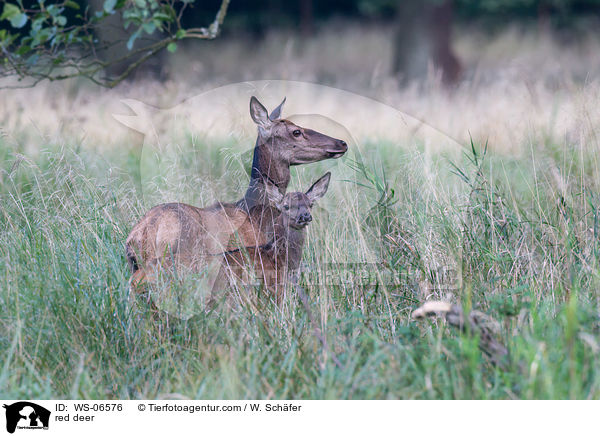 Rotwild / red deer / WS-06576