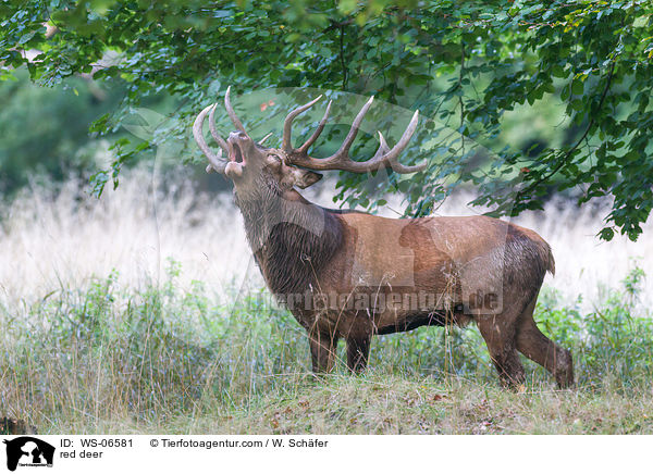 Rotwild / red deer / WS-06581