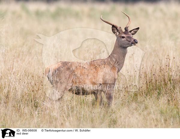 Rotwild / red deer / WS-06608