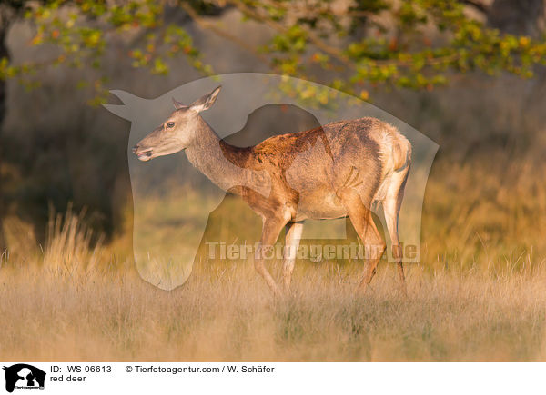 Rotwild / red deer / WS-06613
