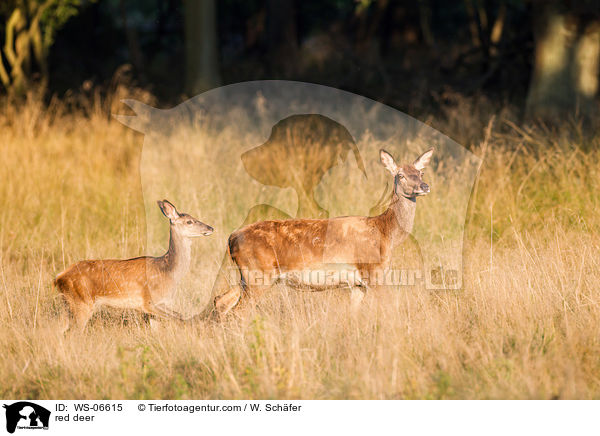 Rotwild / red deer / WS-06615