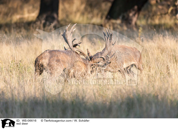 Rotwild / red deer / WS-06616