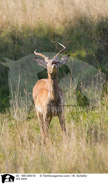Rotwild / red deer / WS-06618