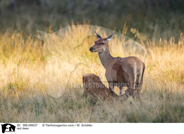Rotwild / red deer / WS-06627