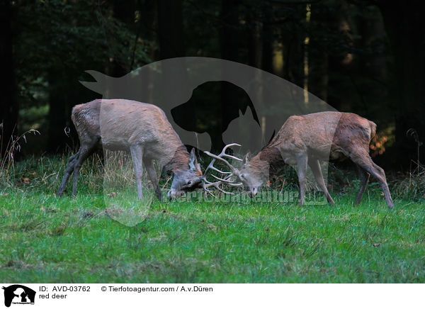 Rotwild / red deer / AVD-03762