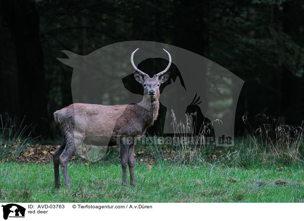 Rotwild / red deer / AVD-03763