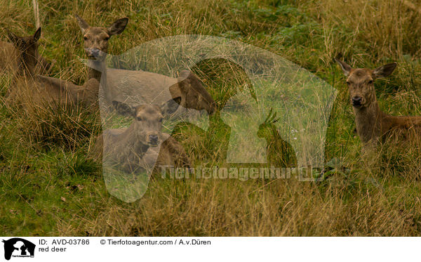 Rotwild / red deer / AVD-03786