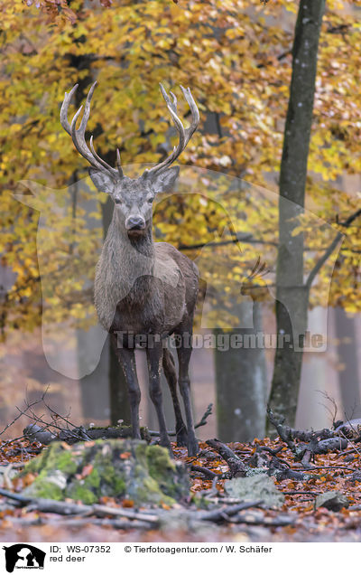 Rotwild / red deer / WS-07352