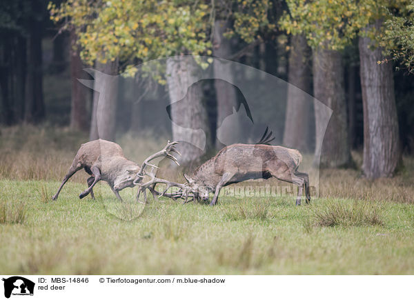 Rotwild / red deer / MBS-14846