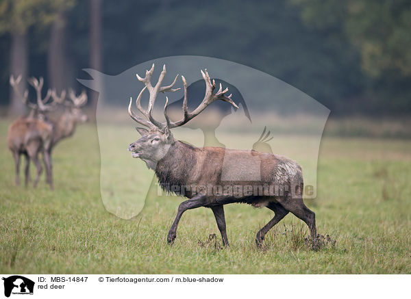 Rotwild / red deer / MBS-14847