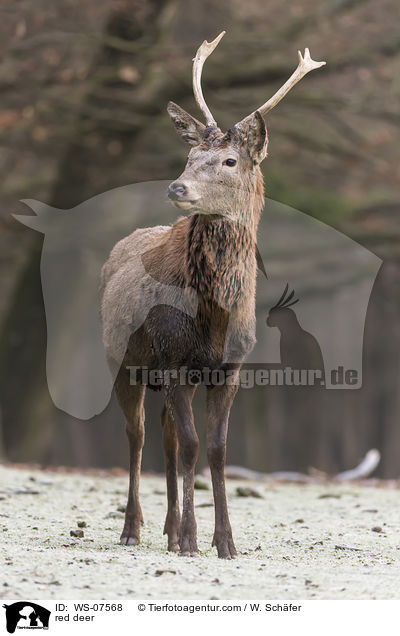 Rotwild / red deer / WS-07568