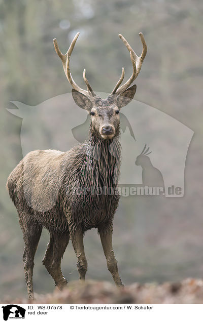 Rotwild / red deer / WS-07578
