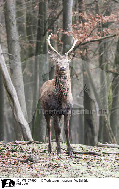 Rotwild / red deer / WS-07590