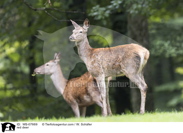 Rotwild / red deer / WS-07669
