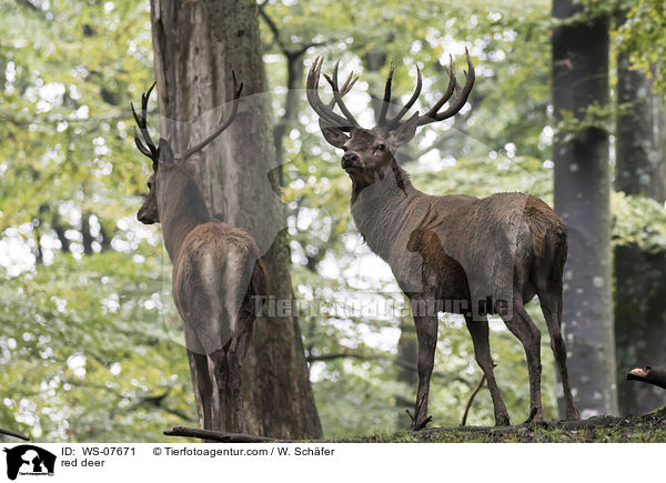Rotwild / red deer / WS-07671