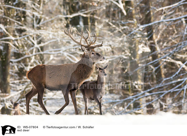 Rotwild / red deer / WS-07804