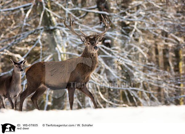 Rotwild / red deer / WS-07805