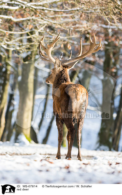 Rotwild / red deer / WS-07814