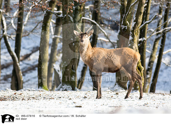 Rotwild / red deer / WS-07816