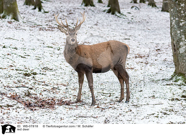 Rotwild / red deer / WS-07818