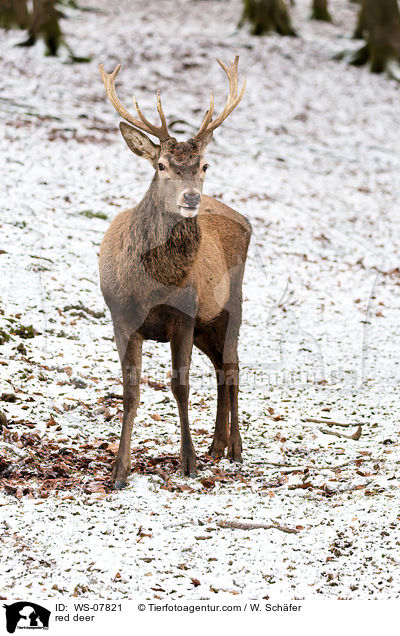 Rotwild / red deer / WS-07821