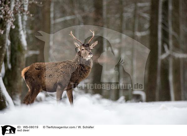 Rotwild / red deer / WS-08019