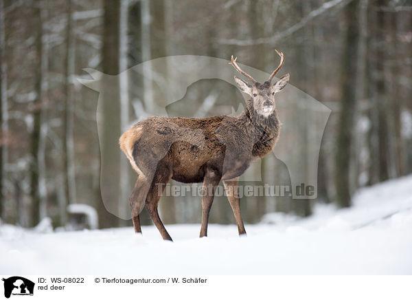 Rotwild / red deer / WS-08022