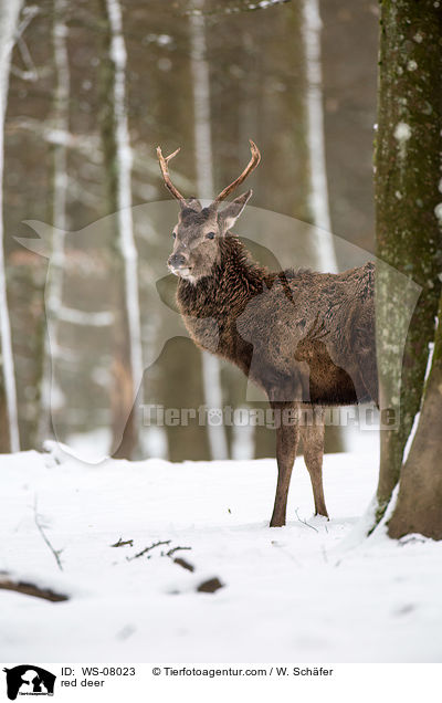 Rotwild / red deer / WS-08023