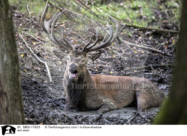 Rothirsch / red deer / MBS-17825