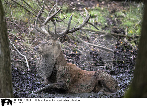 Rothirsch / red deer / MBS-17826