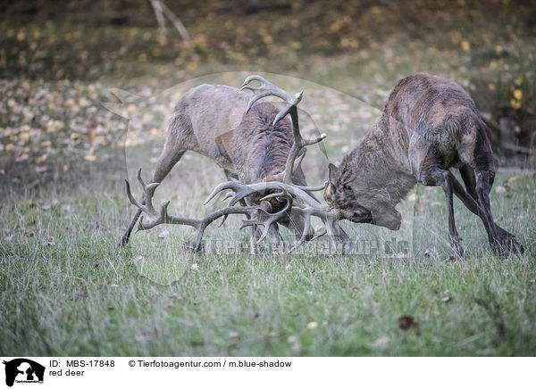 Rothirsche / red deer / MBS-17848