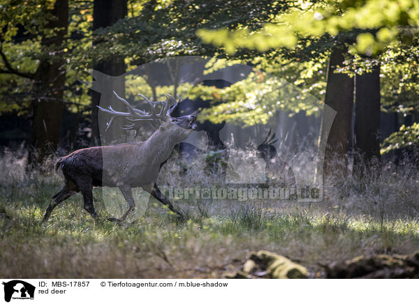 Rothirsch / red deer / MBS-17857