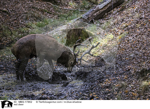 Rothirsch / red deer / MBS-17862