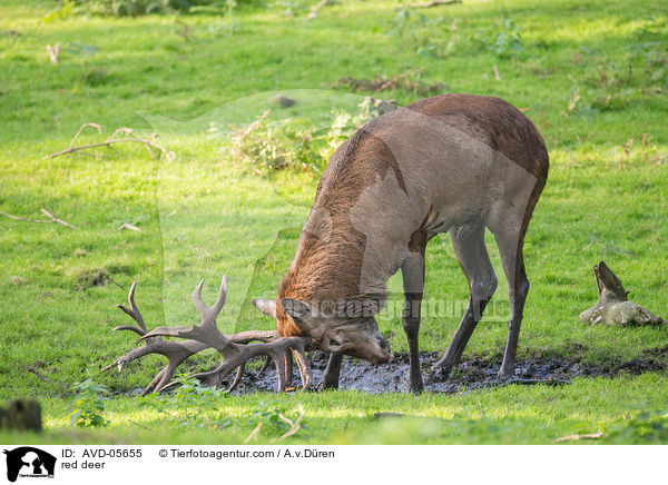 Rotwild / red deer / AVD-05655