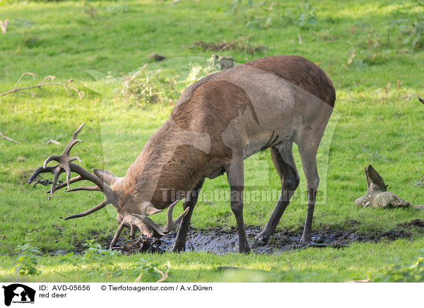 Rotwild / red deer / AVD-05656