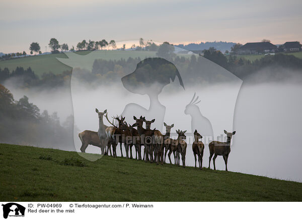 Rothirsche im Nebel / Red deer in the mist / PW-04969