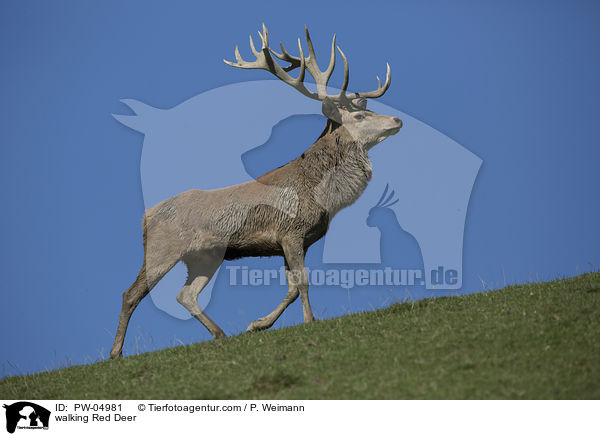 laufender Rothirsch / walking Red Deer / PW-04981
