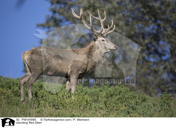 stehender Rothirsch / standing Red Deer / PW-04988