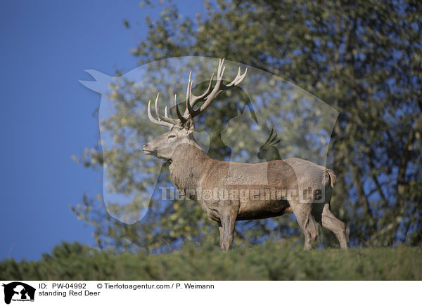 stehender Rothirsch / standing Red Deer / PW-04992