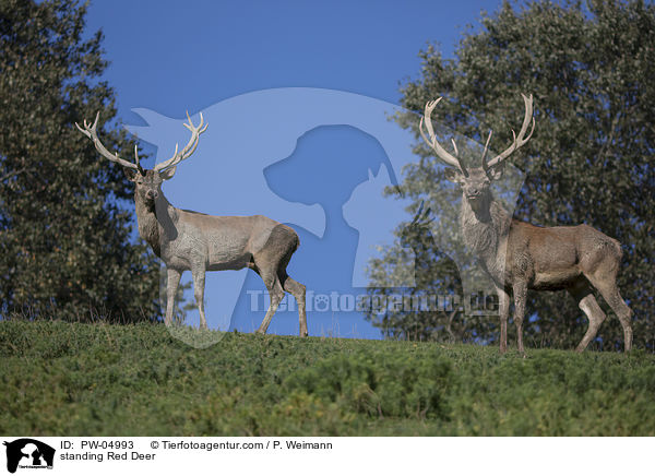 stehende Rothirsche / standing Red Deer / PW-04993