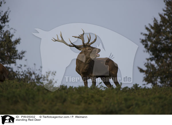 stehender Rothirsch / standing Red Deer / PW-05002