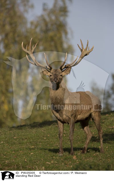 stehender Rothirsch / standing Red Deer / PW-05005